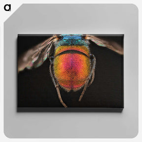 2-36_Insects-Unlocked-Project_canvas