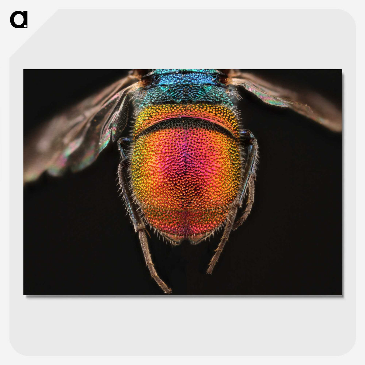 2-36_Insects-Unlocked-Project_picture-crop
