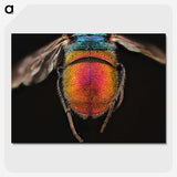 2-36_Insects-Unlocked-Project_picture-crop