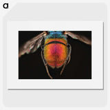 2-36_Insects-Unlocked-Project_picture