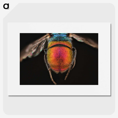 2-36_Insects-Unlocked-Project_picture