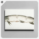 アートパネル-Pike, with two notches - ジャン ベルナール Canvas.