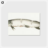 アートポストカード-Pike, with two notches - ジャン ベルナール Postcard.