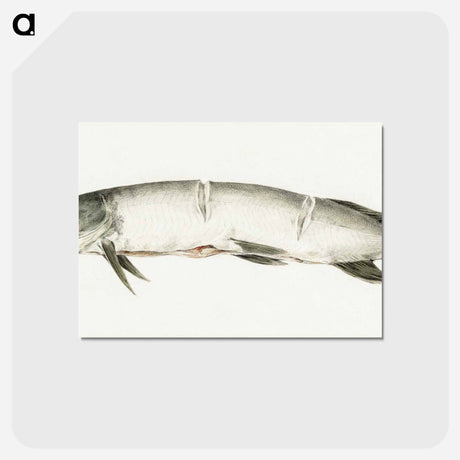アートポストカード-Pike, with two notches - ジャン ベルナール Postcard.