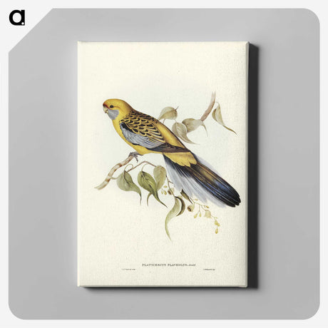 2-36_John-Gould_canvas