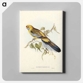 アートパネル-Yellow-rumped Parakeet
 - ジョン グールド Canvas.