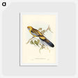 アートポストカード-Yellow-rumped Parakeet
 - ジョン グールド Postcard.