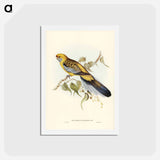 アートポストカード-Yellow-rumped Parakeet
 - ジョン グールド Postcard.