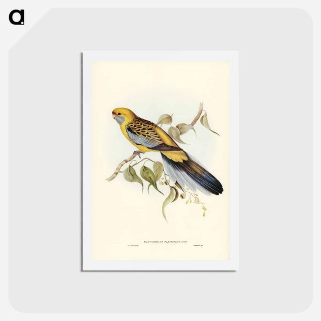 アートポストカード-Yellow-rumped Parakeet
 - ジョン グールド Postcard.
