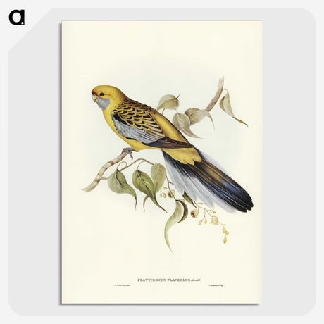2-36_John-Gould_picture-crop
