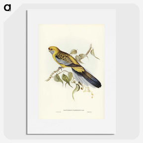 2-36_John-Gould_picture