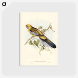 アートポストカード-Yellow-rumped Parakeet
 - ジョン グールド Postcard.