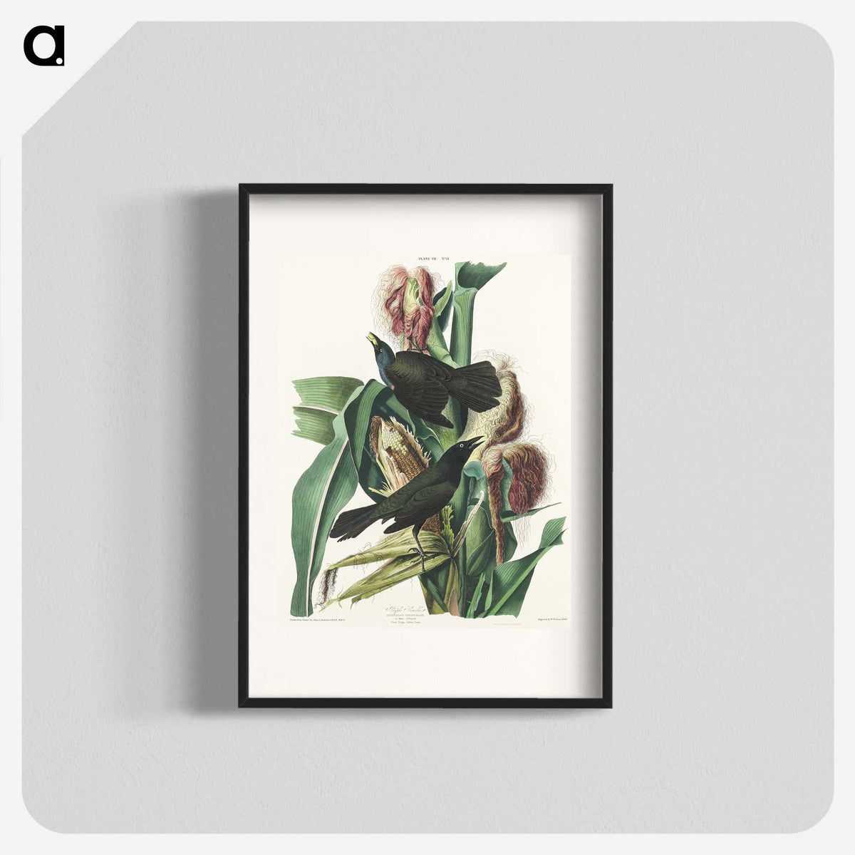 2-36_John-James-Audubon_blk