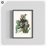 2-36_John-James-Audubon_blk