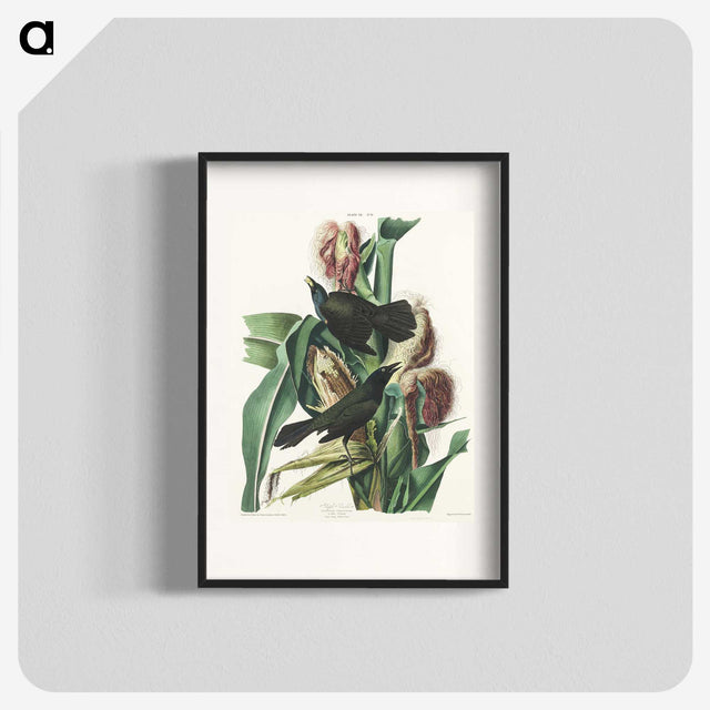 2-36_John-James-Audubon_blk