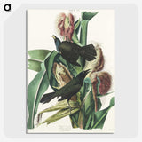 2-36_John-James-Audubon_picture-crop