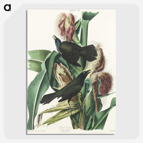 2-36_John-James-Audubon_picture-crop