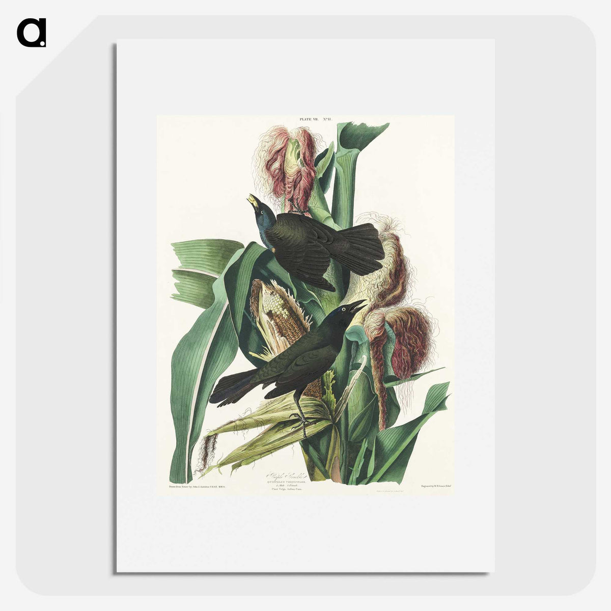 2-36_John-James-Audubon_picture