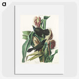 2-36_John-James-Audubon_picture