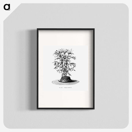 2-36_Les-Palmiers-Histoire-Iconographique_blk