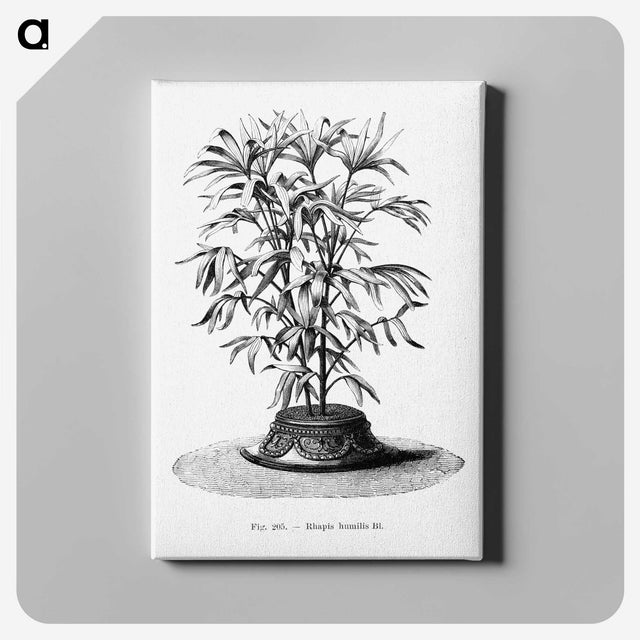 2-36_Les-Palmiers-Histoire-Iconographique_canvas