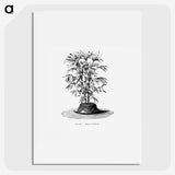2-36_Les-Palmiers-Histoire-Iconographique_picture