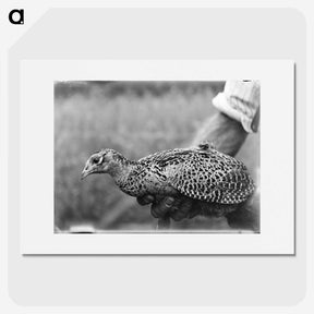 2-36_Leslie-Adkin_picture