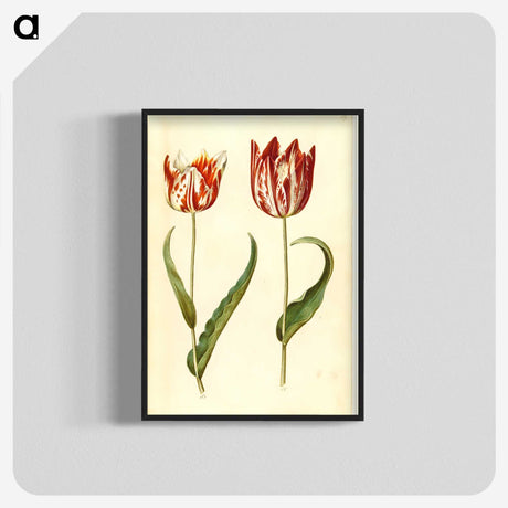 2-36_Maria-Sibylla-Merian_blk-crop
