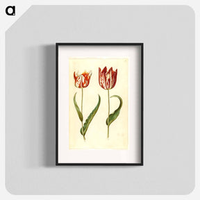 アートポスター-Tulipa gesneriana
 - マリア ジビーラ メーリアン Poster.