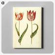2-36_Maria-Sibylla-Merian_canvas