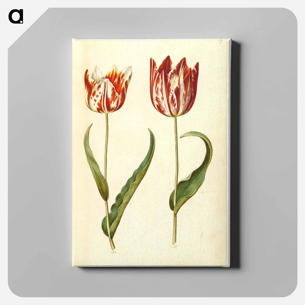 アートパネル-Tulipa gesneriana
 - マリア ジビーラ メーリアン Canvas.