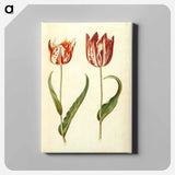 アートパネル-Tulipa gesneriana
 - マリア ジビーラ メーリアン Canvas.