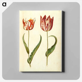 アートパネル-Tulipa gesneriana
 - マリア ジビーラ メーリアン Canvas.