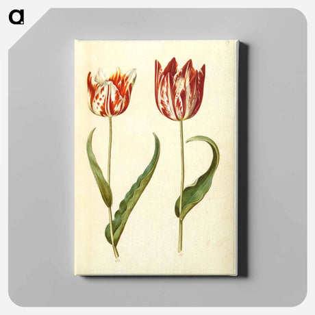 アートパネル-Tulipa gesneriana
 - マリア ジビーラ メーリアン Canvas.