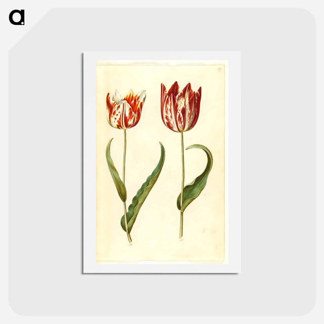 アートポストカード-Tulipa gesneriana
 - マリア ジビーラ メーリアン Postcard.