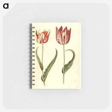 アートメモ帳-Tulipa gesneriana
 - マリア ジビーラ メーリアン Memo.