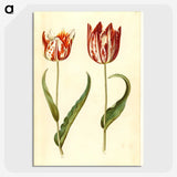 2-36_Maria-Sibylla-Merian_picture-crop