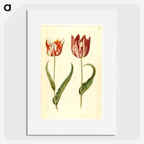 2-36_Maria-Sibylla-Merian_picture