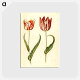 アートポストカード-Tulipa gesneriana
 - マリア ジビーラ メーリアン Postcard.