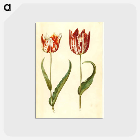 アートポストカード-Tulipa gesneriana
 - マリア ジビーラ メーリアン Postcard.