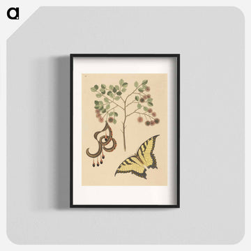 Cat's Claw
 - マーク ケイツビー Poster.