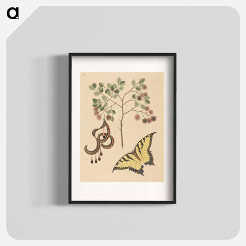 Cat's Claw
 - マーク ケイツビー Poster.