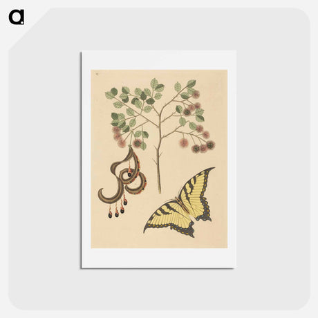 アートポストカード-Cat's Claw
 - マーク ケイツビー Postcard.