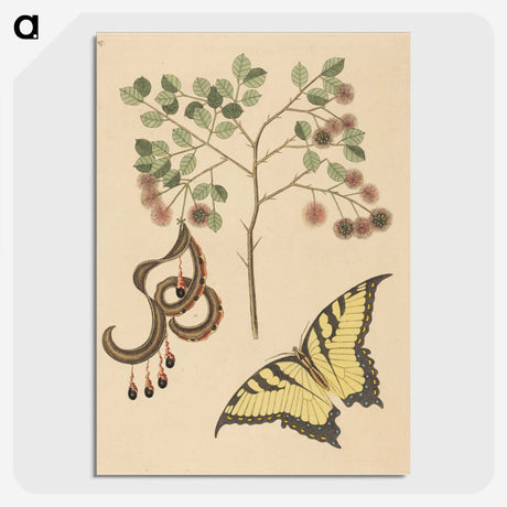 2-36_Mark-Catesby_picture-crop