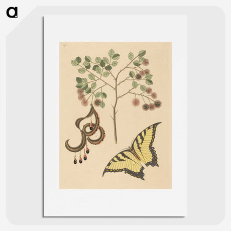 2-36_Mark-Catesby_picture