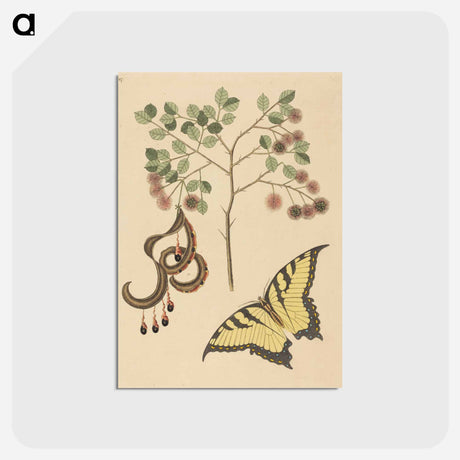 アートポストカード-Cat's Claw
 - マーク ケイツビー Postcard.