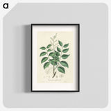 2-36_Medical-Botany_blk