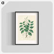 アートポスター-Diesel Tree (Copaifera officinalis)
 - 薬用植物学 Poster.