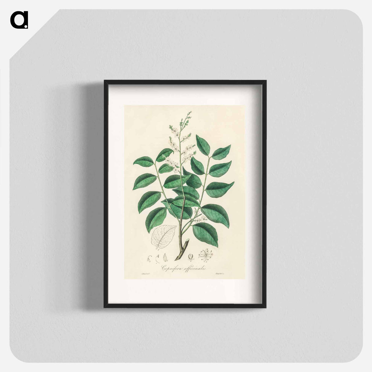 アートポスター-Diesel Tree (Copaifera officinalis)
 - 薬用植物学 Poster.