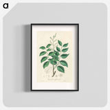 アートポスター-Diesel Tree (Copaifera officinalis)
 - 薬用植物学 Poster.